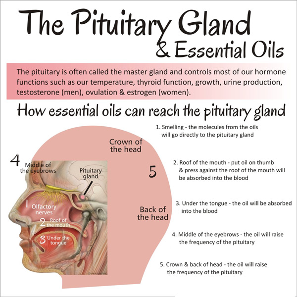 essential_oil_pituitary_gland