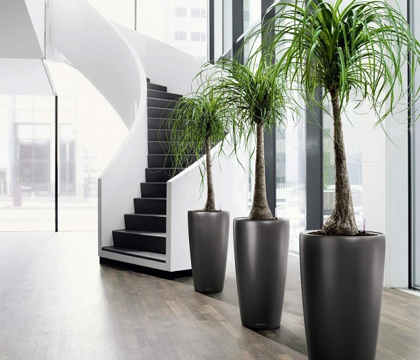 indoor plants for home