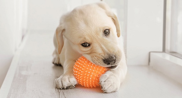 chewing toy