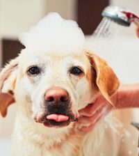 Best dog shampoo