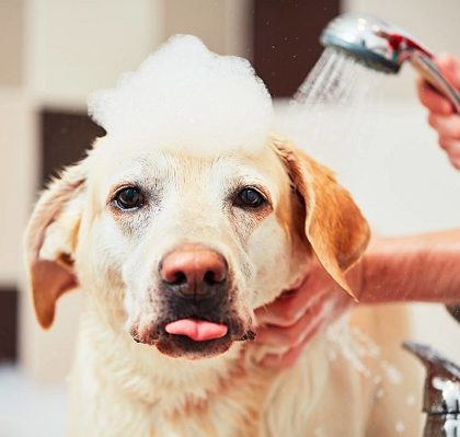Best dog shampoo