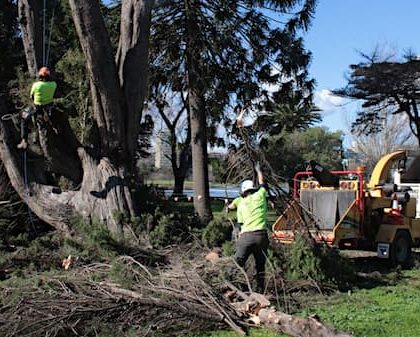 professional tree arborists removing trees