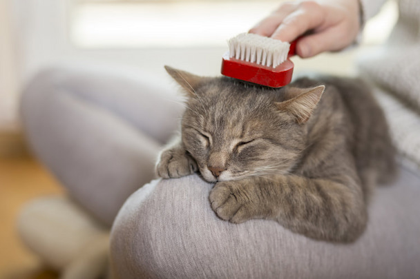 woman brushing her cat