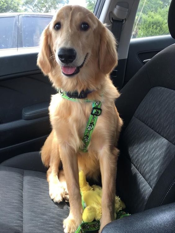 shock absorbing dog seat belt