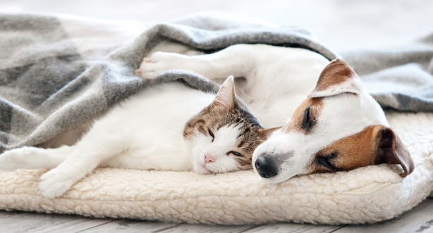 cat-and-dog-sleep-in-bed-with-blanket