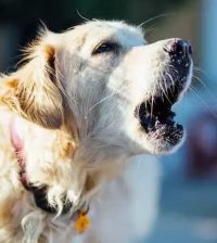 5 Effective Methods to Stop Your Dog's Excessive Barking