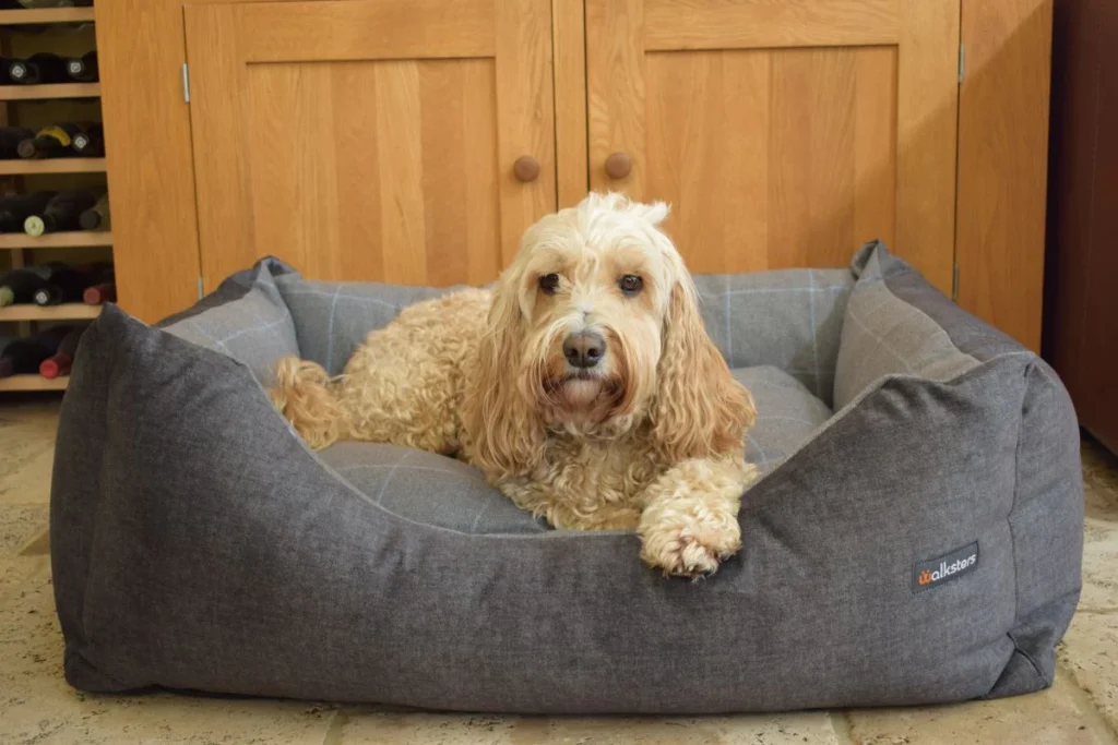 There are many factors to consider when finding the right bed for your best friend. First, you must see the size you need. You should measure your dog from nose to tail. Your dog should have a good night's rest and fit in his bed. If your dog is still growing, it's best to always go with a bigger bed. 